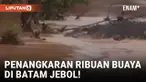 Geger! Penangkaran Buaya Jebol akibat Tanah Longsor di Batam