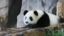 Jiajiazai, bayi dari panda raksasa Jiajia, beristirahat di aula panda raksasa Taman Margasatwa Shanghai di Shanghai, China timur (7/8/2020). Taman Margasatwa Shanghai memulai sebuah kampanye pengumpulan nama untuk bayi panda raksasa itu. (Xinhua/Wang Xiang)