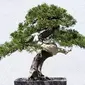 Ilustrasi bonsai. (iStockphoto)