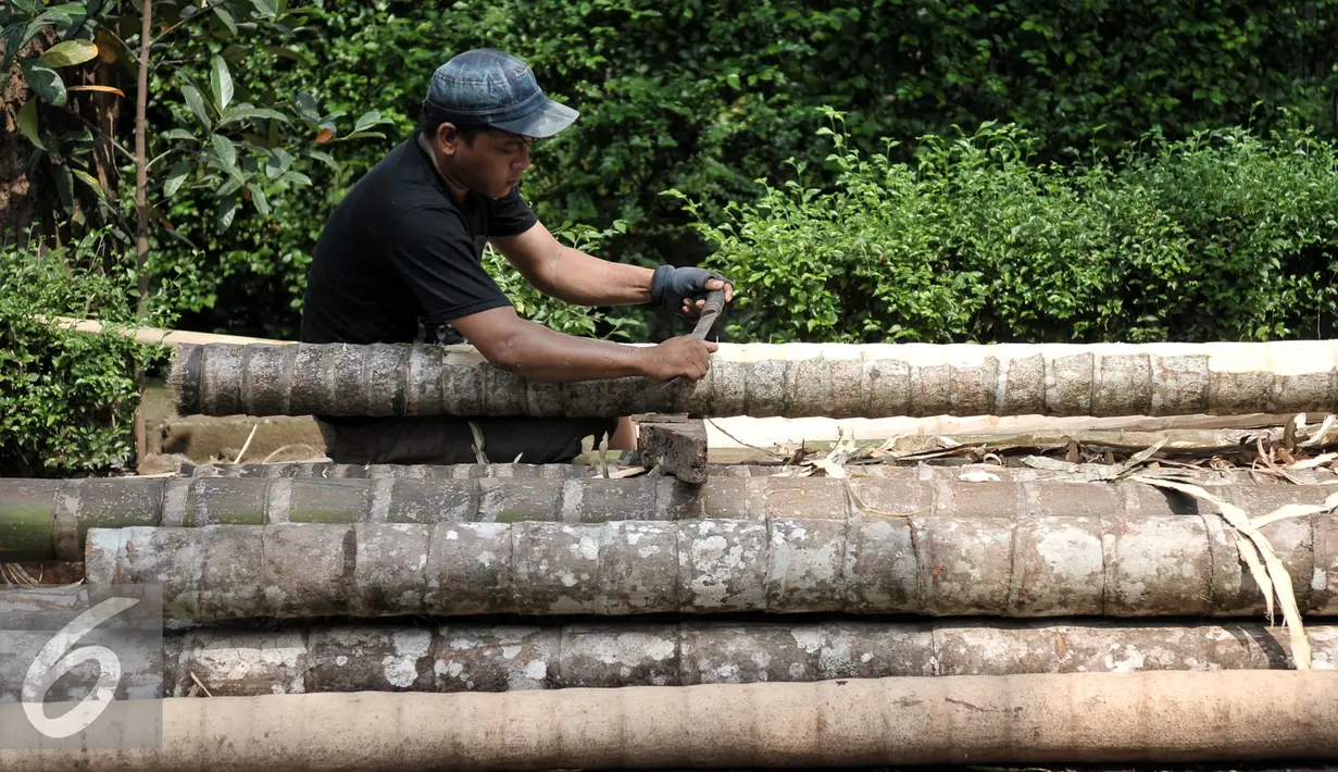 Pedagang menyerut kulit pohon pinang yang akan dijual di kawasan Manggarai, Jakarta, Selasa (9/8). Sebatang pohon pinang yang siap pakai dijual dengan kisaran harga Rp.800 ribu sampai 1juta rupiah. (Liputan6.com/Yoppy Renato)