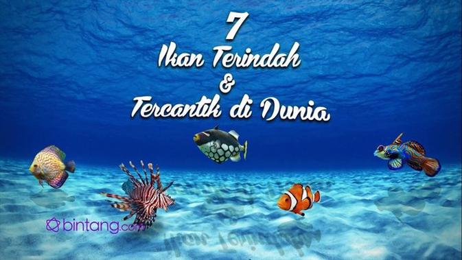 Video Sosial Bintang 7 Ikan Tercantik Di Dunia Video
