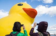 Mama Duck, si bebek karet raksasa mampir di festival tiram AS
