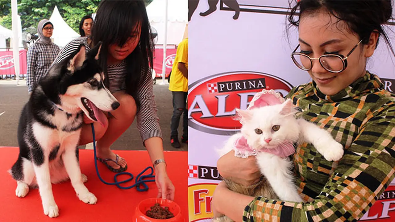 Anjing dan Kucing Peliharaan Butuh Nutrisi Tepat