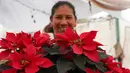 Produser Rosalva Cuaxospa berjalan di tengah pot poinsettia miliknya di rumah kaca di distrik San Luis Tlaxialtemalco di Mexico City, Kamis, 14 Desember 2023. Ikon Natal universal berasal dari Meksiko di mana poinsettia umumnya dikenal sebagai "la flor de Nochebuena" atau Bunga Malam Natal dan oleh beberapa orang disebut "cuetlaxochitl", sebagaimana disebut dalam bahasa Nahuatl. (AP Photo/Marco Ugarte)