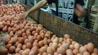 Harga Telur Naik, Peternak Reguk Untung