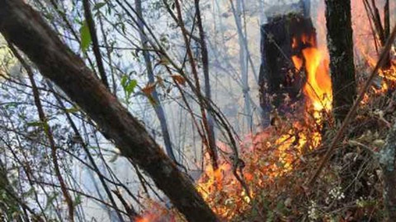 Ratusan hektare hutan Gunung Lawu yang terbakar akan dihijaukan