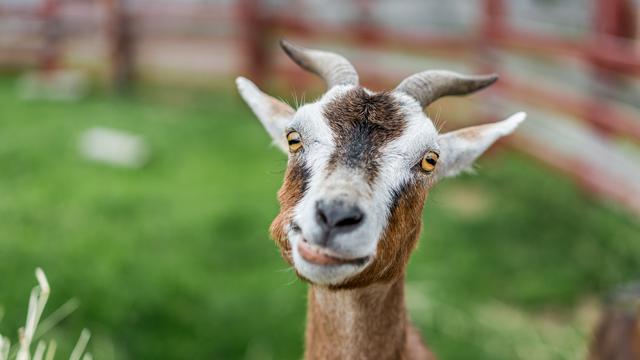 Macam Macam Kambing Peliharaan Dari Angora Hingga Alpine Citizen6 Liputan6 Com