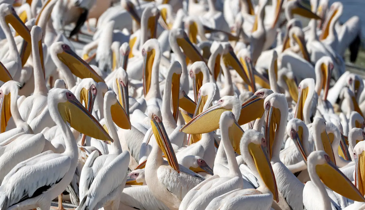 Pelikan jenis Great White digambarkan di waduk di Mishmar HaSharon, kota Tel Aviv, Israel bagian utara pada 19 November 2020. Ribuan pelikan bermigrasi melewati Israel dalam perjalanan mereka ke Afrika kemudian kembali ke Eropa pada musim panas. (Photo by JACK GUEZ / AFP)