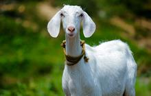 Tak Perlu Takut Lagi, Begini Cara Mengolah Daging Kambing Kurban Tanpa Bau dan Dijamin Empuk