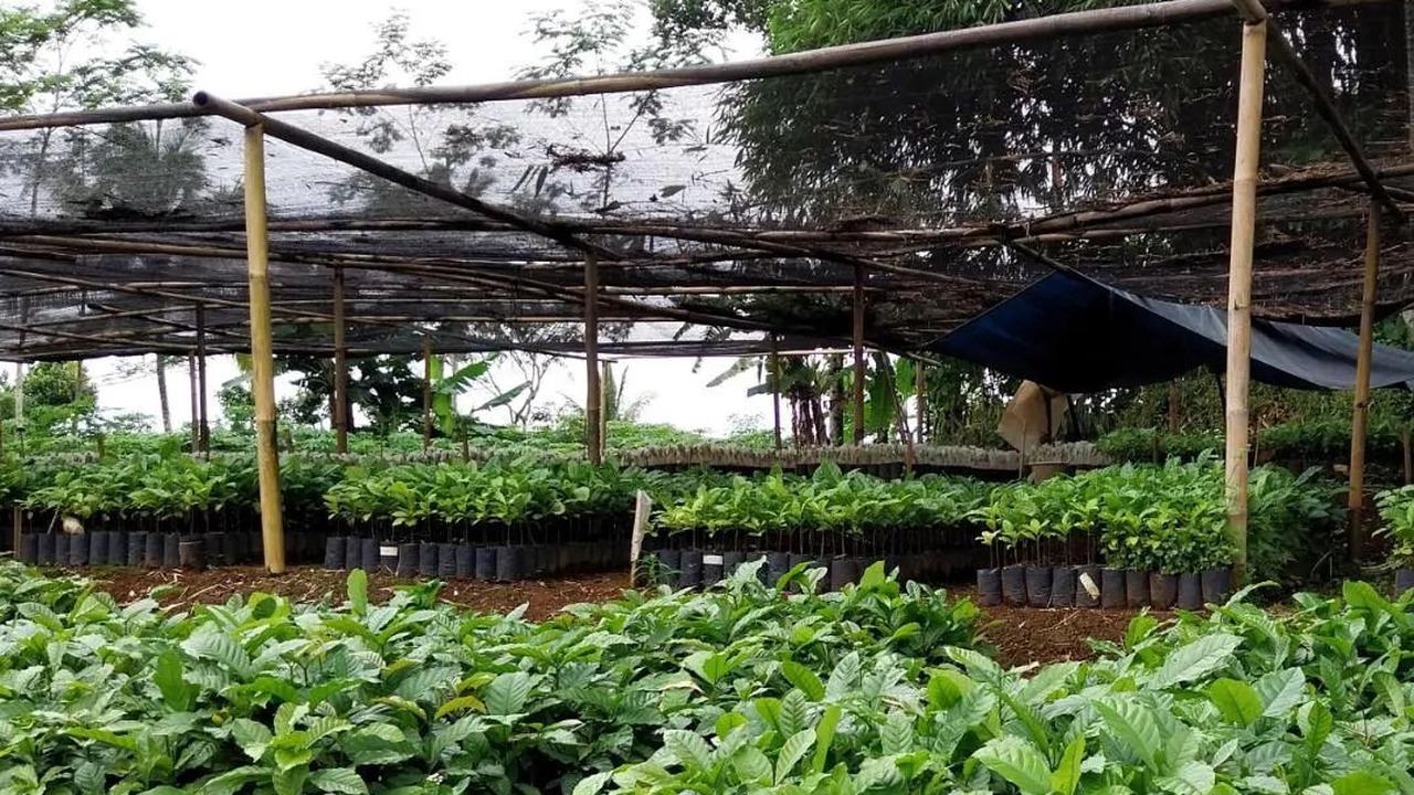 Desa BRIlian Sambak Magelang Raih Proklim Lestari, Kopi Potorono Jadi Inspirasi