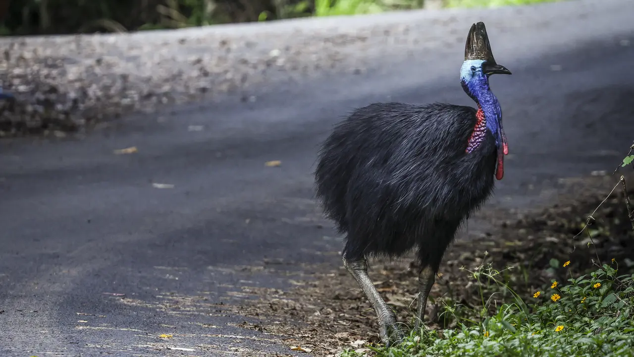 Burung Kasuari Selatan di Australia
