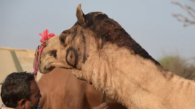 Pushkar Fair, Tempat Berkumpulnya Ribuan Hewan Ternak Terbesar di Dunia