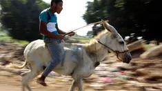 Seorang peserta memacu keledainya saat ambil bagian dalam lomba balap keledai di desa Al-Baragel, luar Kairo, Jumat (28/9). Sebanyak 35 keledai berpartisipasi dalam kompetisi tahunan yang berhadiah 5000 EGP atau sekitar 4 juta rupiah. (AP/Amr Nabil)