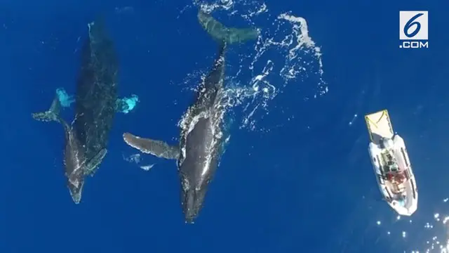 Momen langka terjadi di pantai lepas Honolulu, Hawaii. Keluarga ikan paus bungkuk menyambut hangat kedatangan wisatawan.