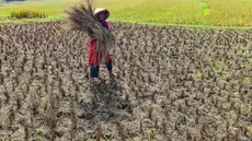 Petani memanen padi di lahan yang mengalami gagal panen di Desa Weninggalih, Kecamatan Jonggol, Kabupaten Bogor, Minggu (5/7/2026). (Merdeka.com/ Arie Basuki)