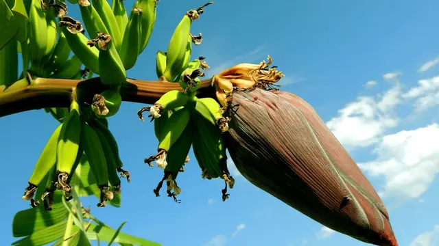 Tips Memilih Jantung Pisang yang Tidak Sepat