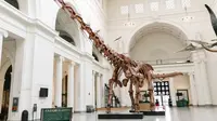 Máximo adalah titanosaurus yang disebut Patagotitan mayorum, dinosaurus terbesar yang pernah ditemukan. (Kredit: The Field Museum)