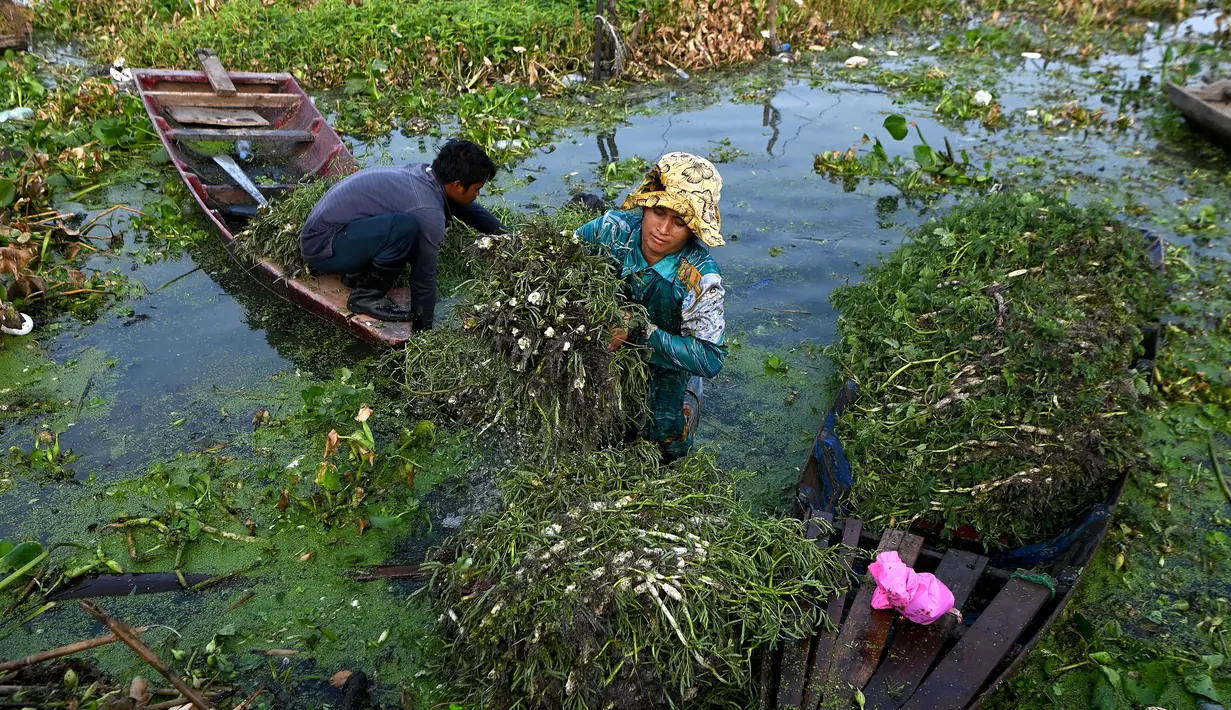<p>Para petani memanen mimosa air dari perahu di sebuah perkebunan di Phnom Penh, Kamboja, 28 April 2022. Mimosa air adalah hidangan sayuran yang populer di Kamboja. (TANG CHHIN Sothy/AFP)</p>