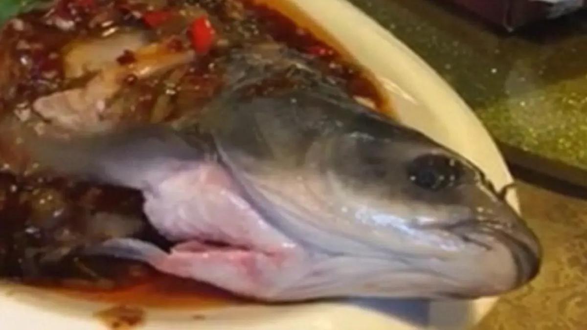 Ilustrasi Ikan Yin Yang