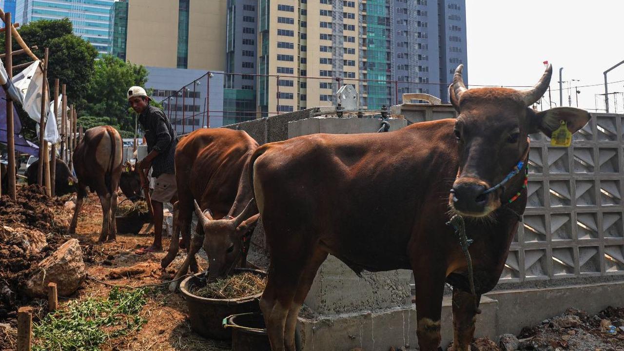 Raditya menjamin, semua hewan kurban dalam kondisi sehat, halal dan higienis.&nbsp;