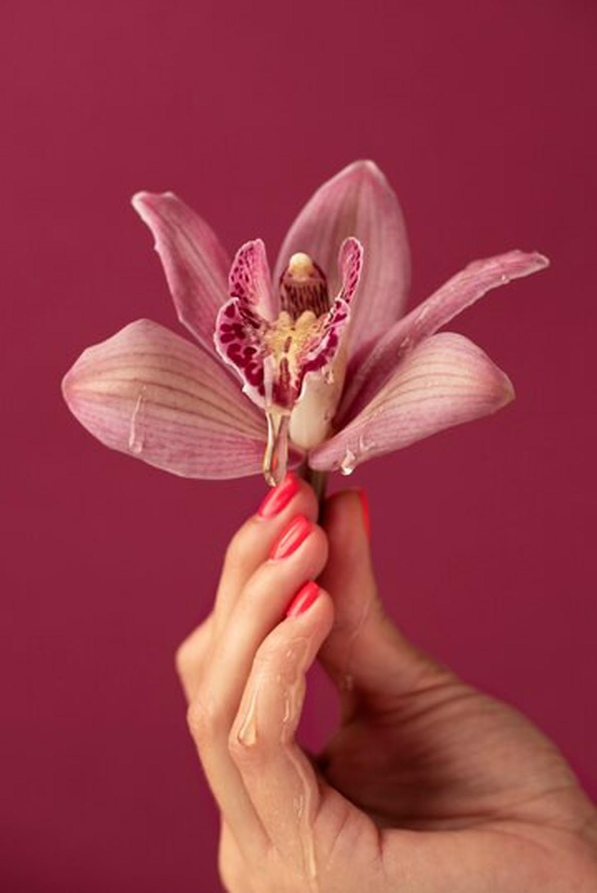 Ilustrasi Vagina