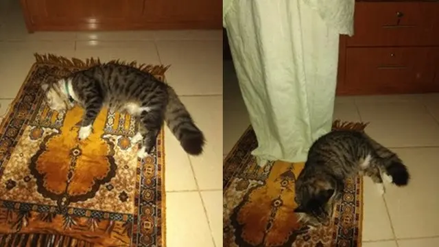 6 Potret Lucu Kucing Temani Salat Tarawih, Bikin Gemas