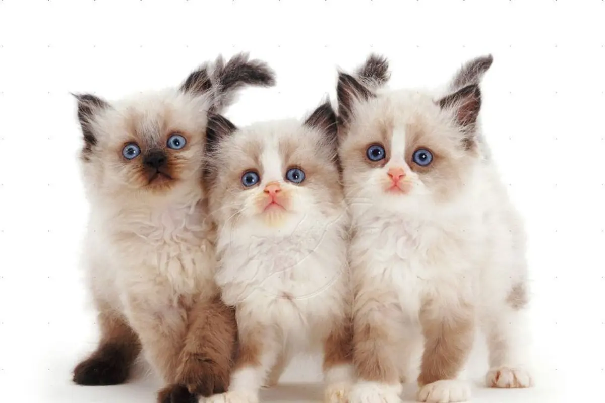 13 Ras Kucing Paling Menggemaskan, Kamu Mau Pelihara yang Mana?