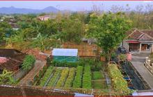 Berawal dari Sepedaan Bareng, Ibu-Ibu di Wonogiri Ini Sulap Lahan Tidur jadi Kebun Sayur