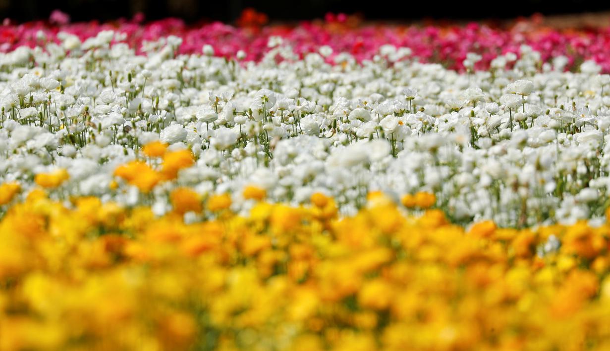 FOTO: Warna-warni Kebun Bunga di California