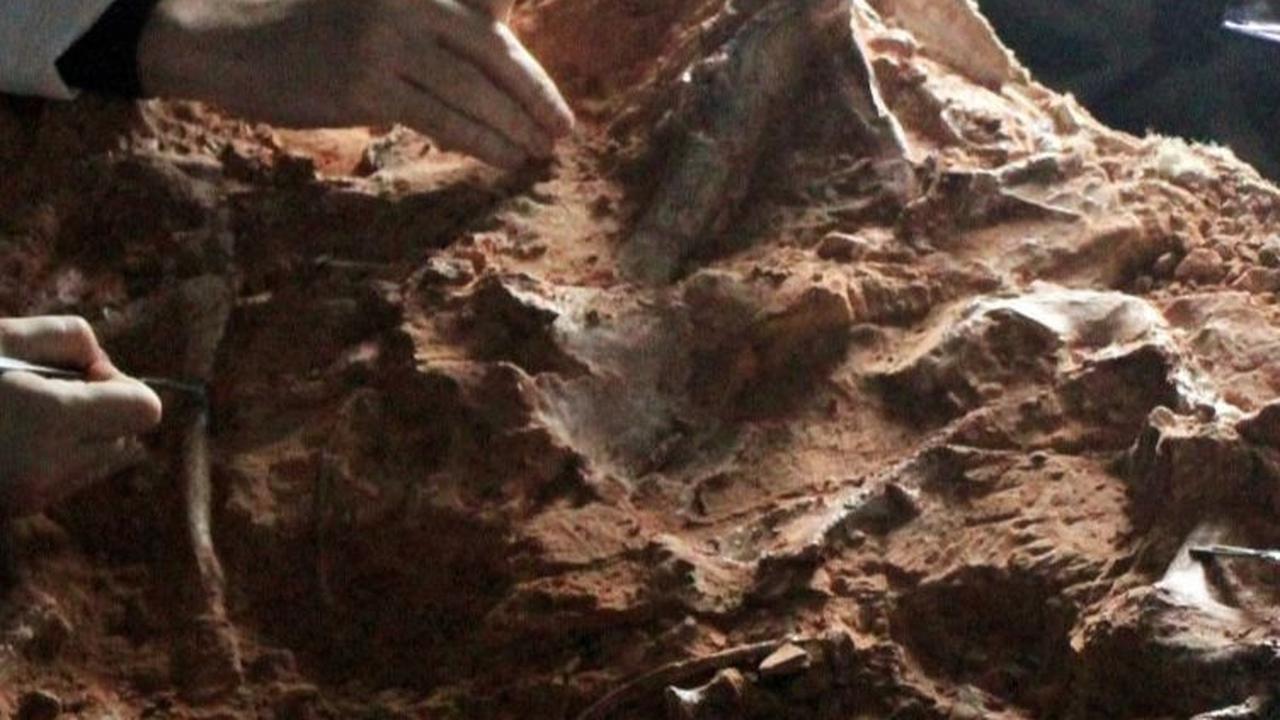 Menurut paleontolog Rodrigo Temp Müller, fosil ini diperkirakan berusia sekitar 233 juta tahun. Foto: HANDOUT / FEDERAL UNIVERSITY OF SANTA MARIA / AFP<br>