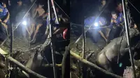 Momen Dramatis Damkar Evakuasi Kerbau Seberat 300 Kg dari Dasar Sumur