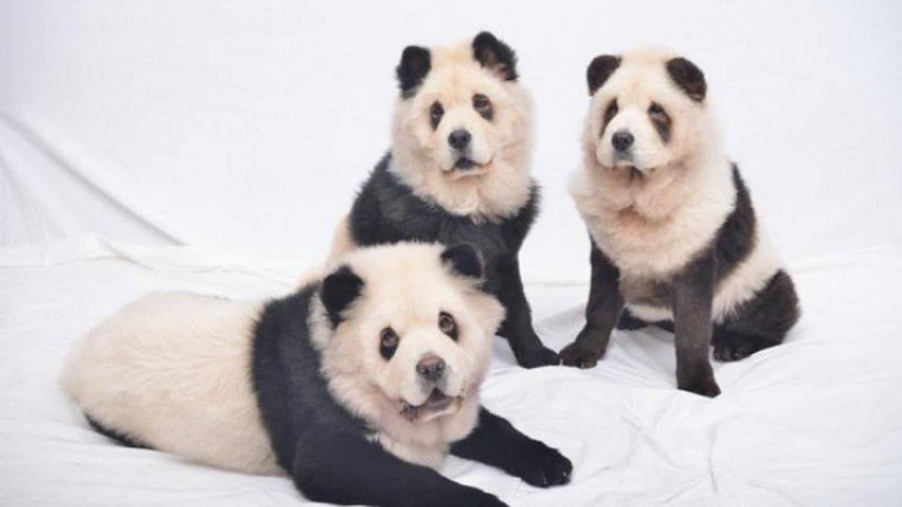 Anjing Panda