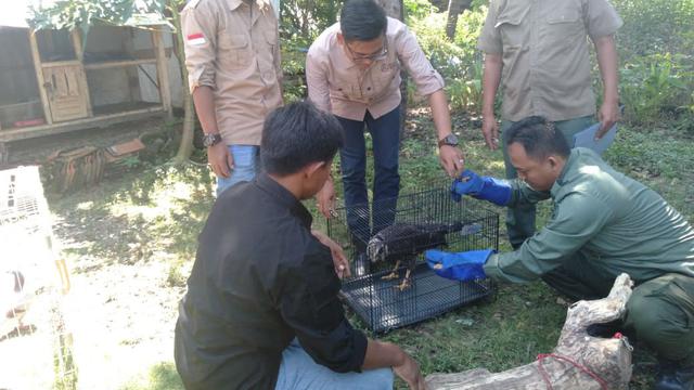 Download 850 Gambar Elang Bido Paling Bagus Gratis HD