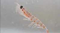 Krill, hewan yang mampu mengurai plastik. (istockphoto)