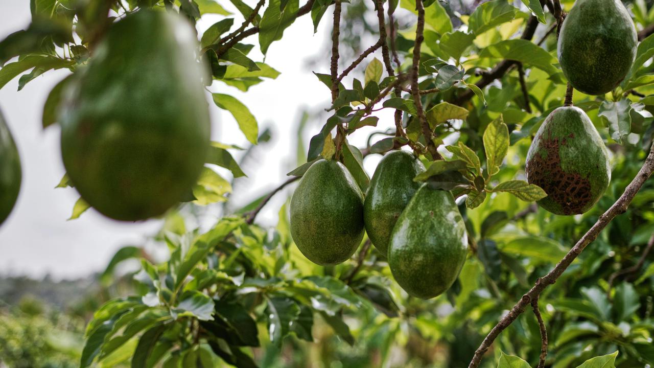 Pohon Alpukat