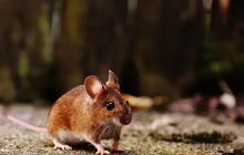 16 Cara untuk Mengusir Tikus dari Rumah Selamanya, Bebas Tikus dalam Waktu 2 Minggu