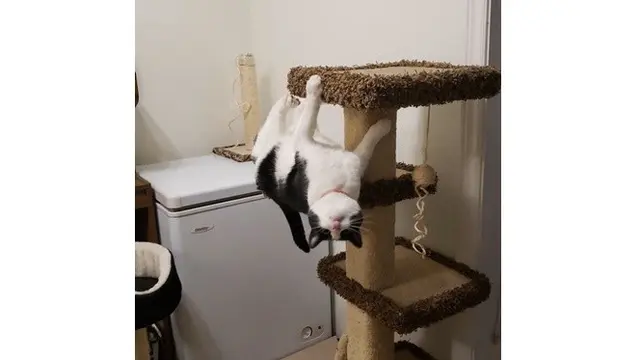 Potret 6 Kucing Bergaya Bak Spiderman Ini Bikin Tepuk Jidat