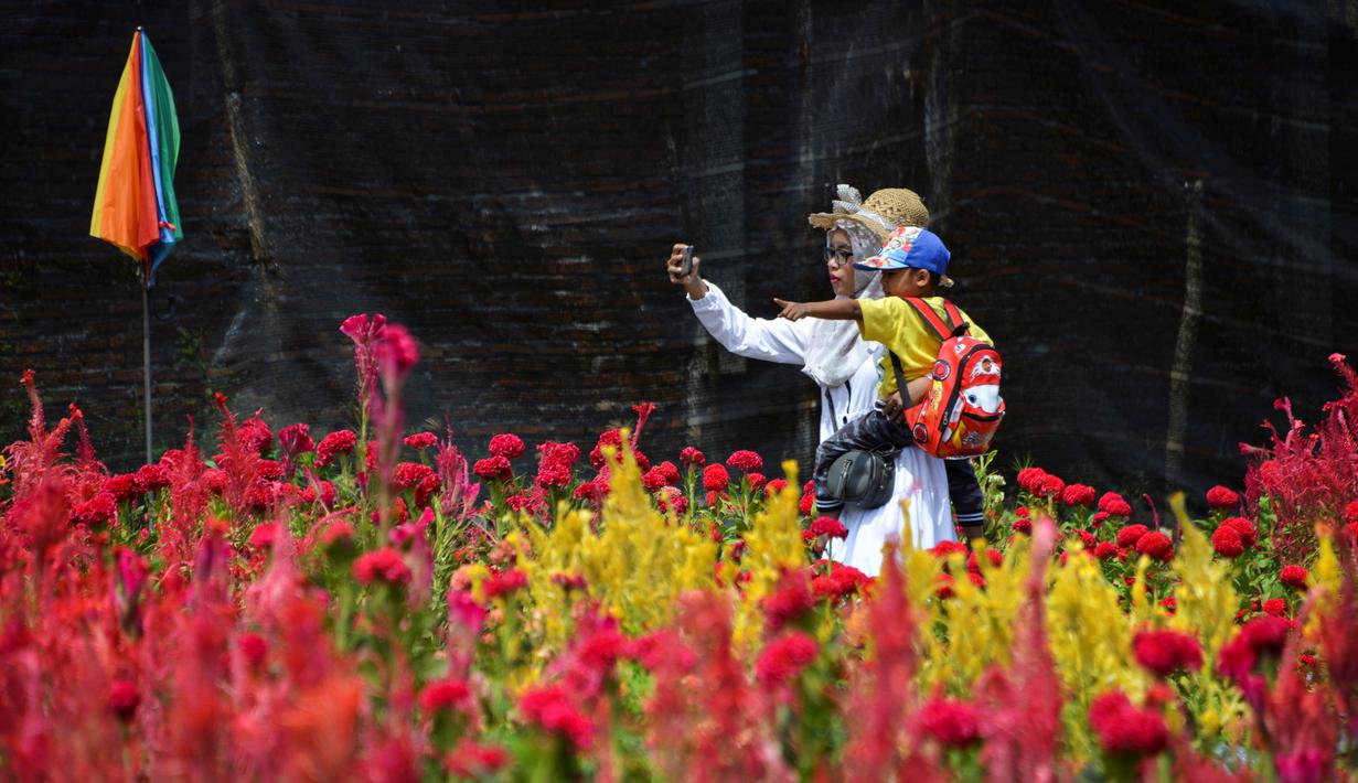 Taman Bunga Celosia: Keindahan Yang Terenggut, Kenangan Yang Terukir