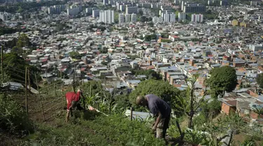 Edgar Martinez (kiri) dan ayahnya Antonio Martinez merawat tanaman mereka di lereng bukit di atas Caracas, Venezuela (13/9/2020). Penduduk Caracas menanam tanaman di mana pun mereka dapat menemukan ruang, menggunakan hasil panen mereka untuk konsumsi mereka sendiri. (AP Photo/Matias Delacroix)