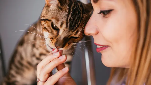 Ilustrasi Kucing Menjilat