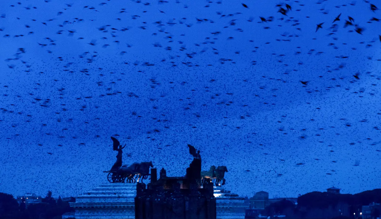 Burung Jalak terbang di atas monumen Vittoriano di Roma, Italia (20/12/2019). Burung jalak kerap terbang secara bergerombol dalam formasi yang sangat indah di langit. (AFP Photo/Tiziana Fabi)