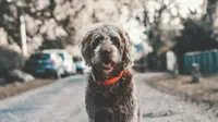 Ilustrasi anjing ilang (Unsplash/Eddy Lackman)