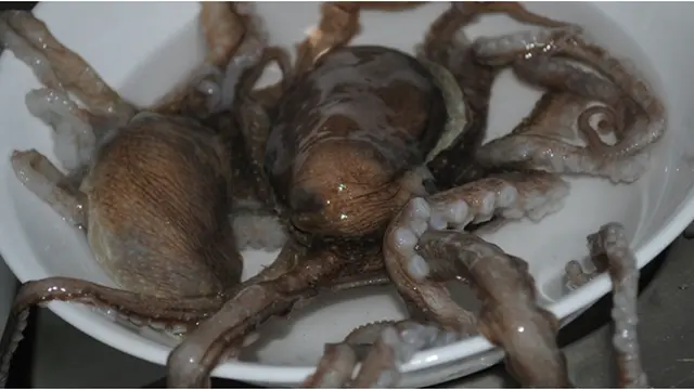 Courtesy TravelBigDiction.Net