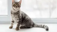 3 Alasan Kucing Suka Mengikutimu ke Kamar Mandi