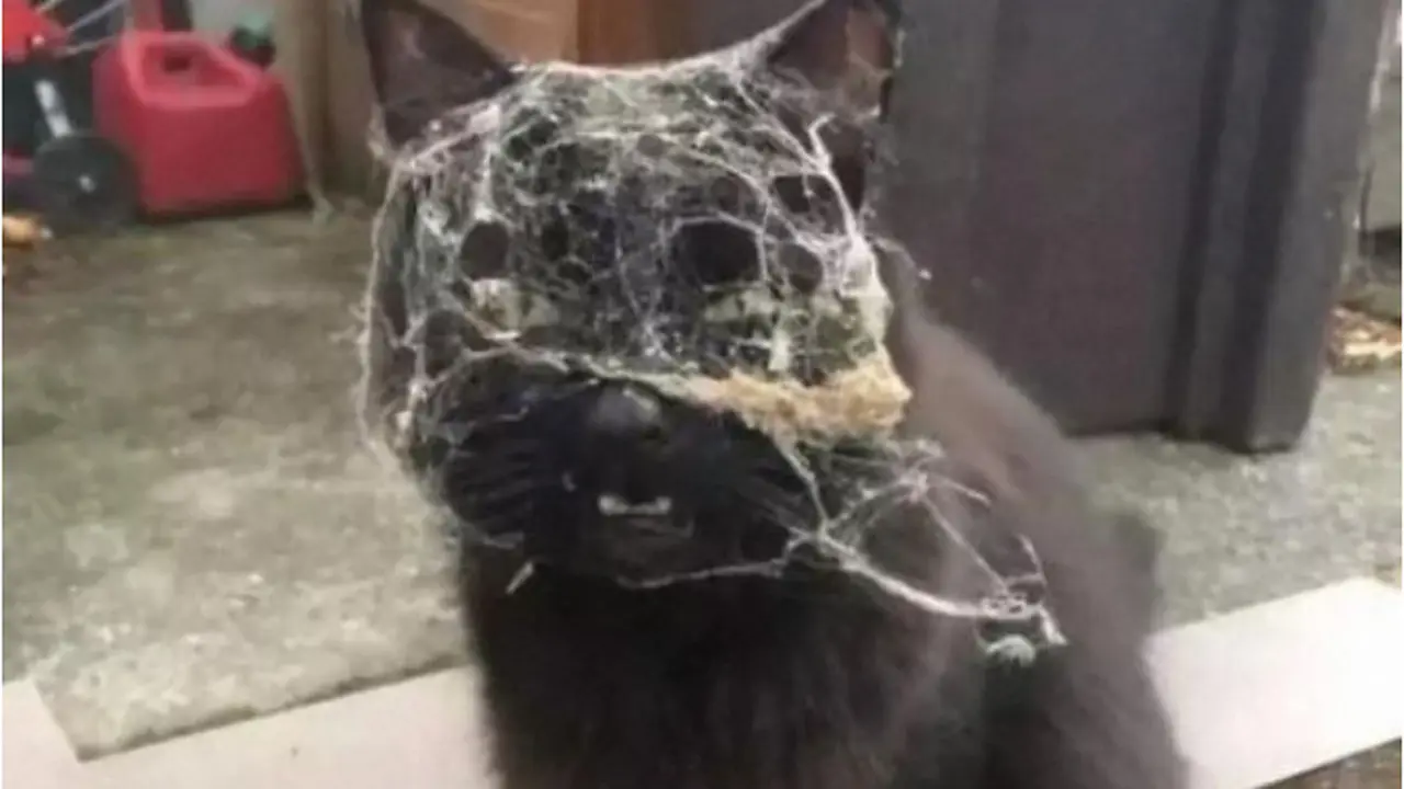 7 Potret Ulah Kucing Ini Bakal Buatmu Tersenyum