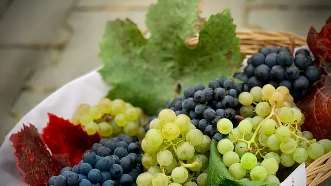 Ilustrasi buah anggur