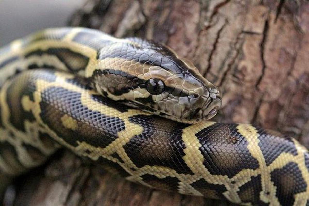 Apa yang Harus Dilakukan Jika Ada Ular Piton di Rumah? Ini Panduan Lengkap Penanganannya