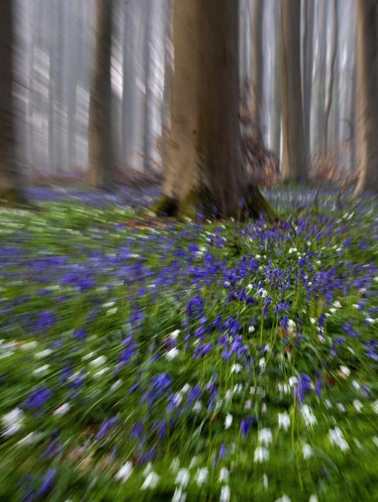Foto Pemandangan Biru Eceng Gondok Liar Bermekaran Di Hutan Belgia Global Liputan6 Com