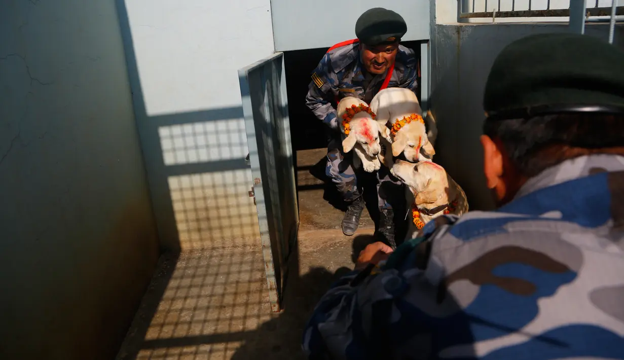 Personel polisi Nepal memegang anak anjing ketika mereka disembah selama festival Tihar di Kathmandu, Selasa (6/11). Selama lima hari perayaan, pemujaan dilakukan pada hewan-hewan berbeda yang erat kaitannya dengan dewa-dewi Hindu. (AP/Niranjan Shrestha)