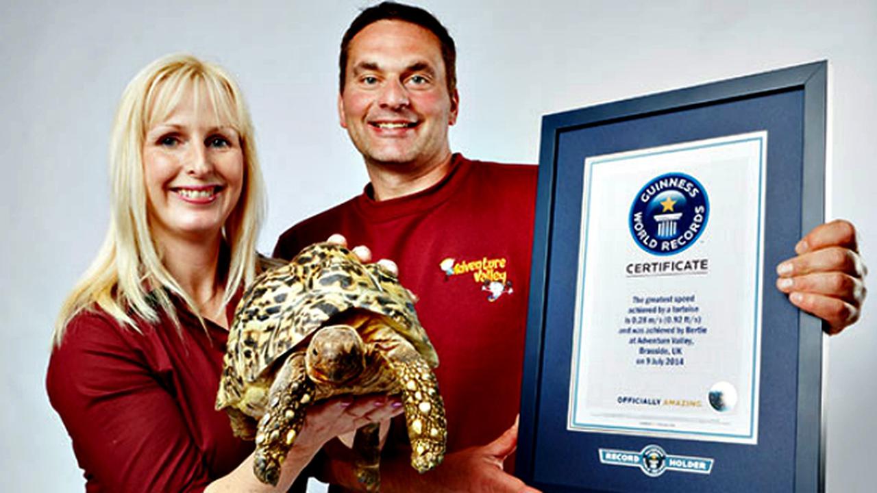 Inilah Rekor Kura-kura Tercepat Sedunia *VIDEO